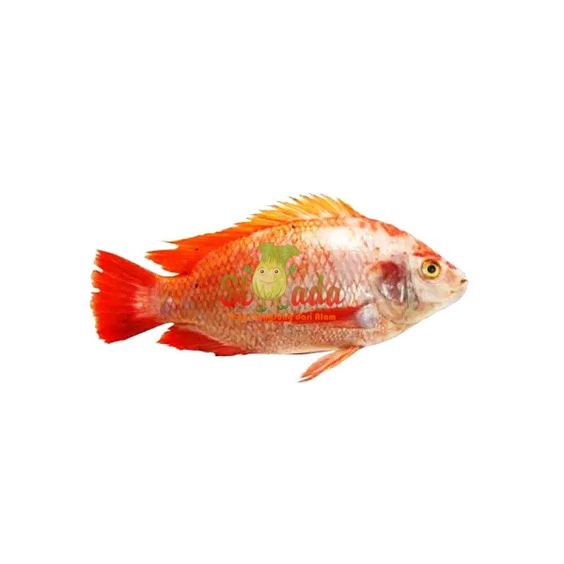 Ikan Nila Merah