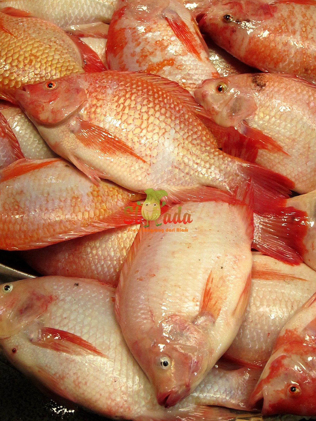 Nila Bumbu kuning