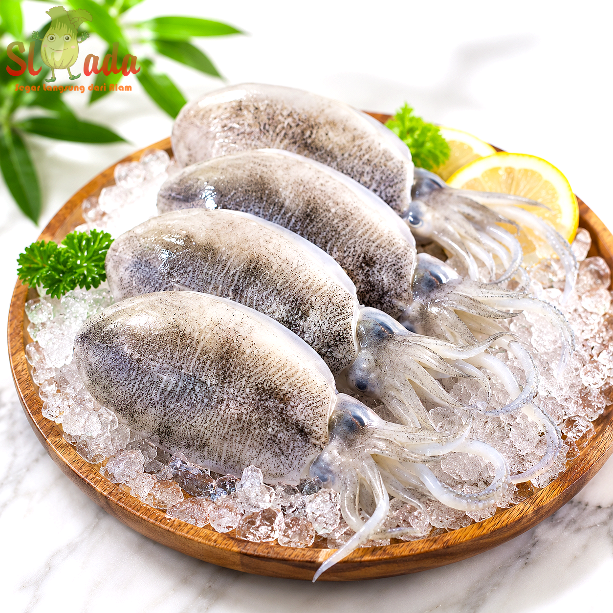 Sotong/blakutak